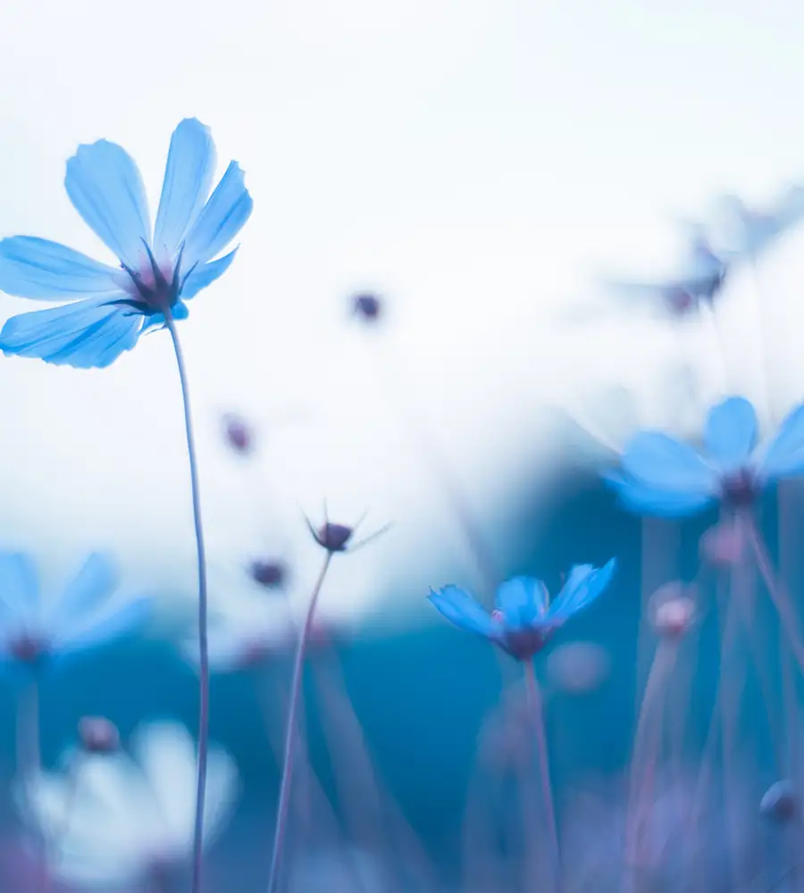 eine Schnittblume in der Hand