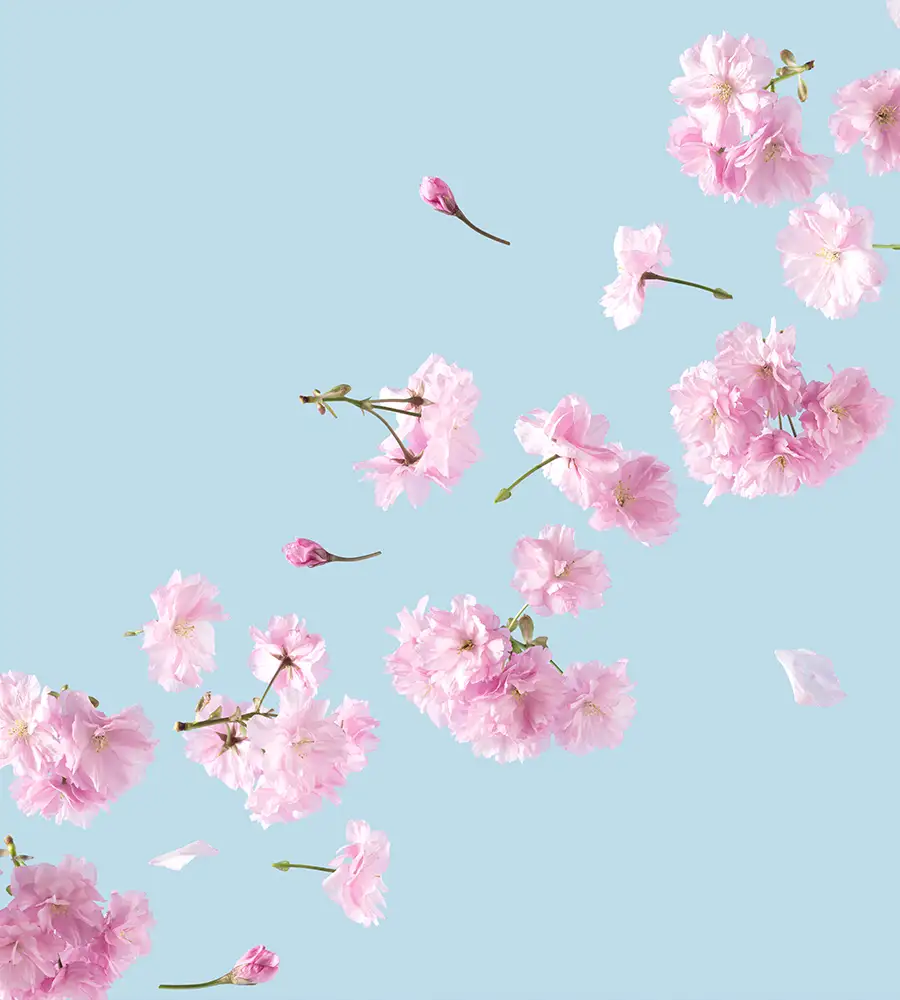 eine Schnittblume in der Hand