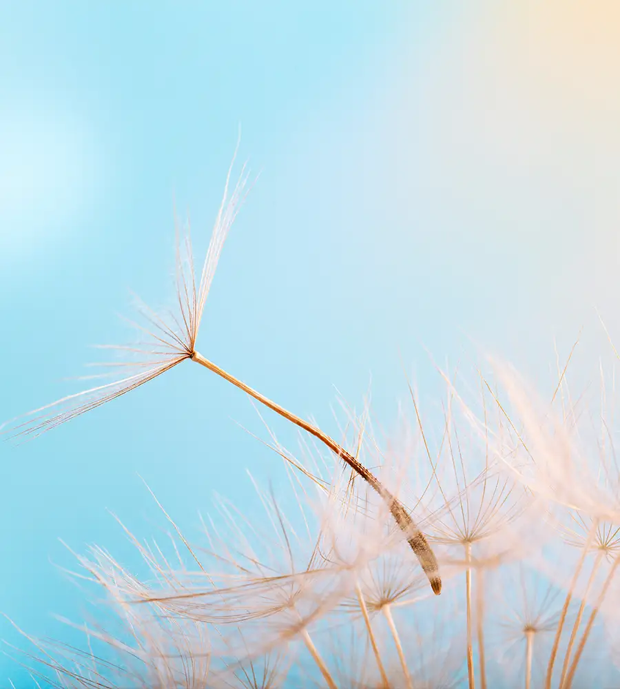 Löwenzahn Nahaufnahme