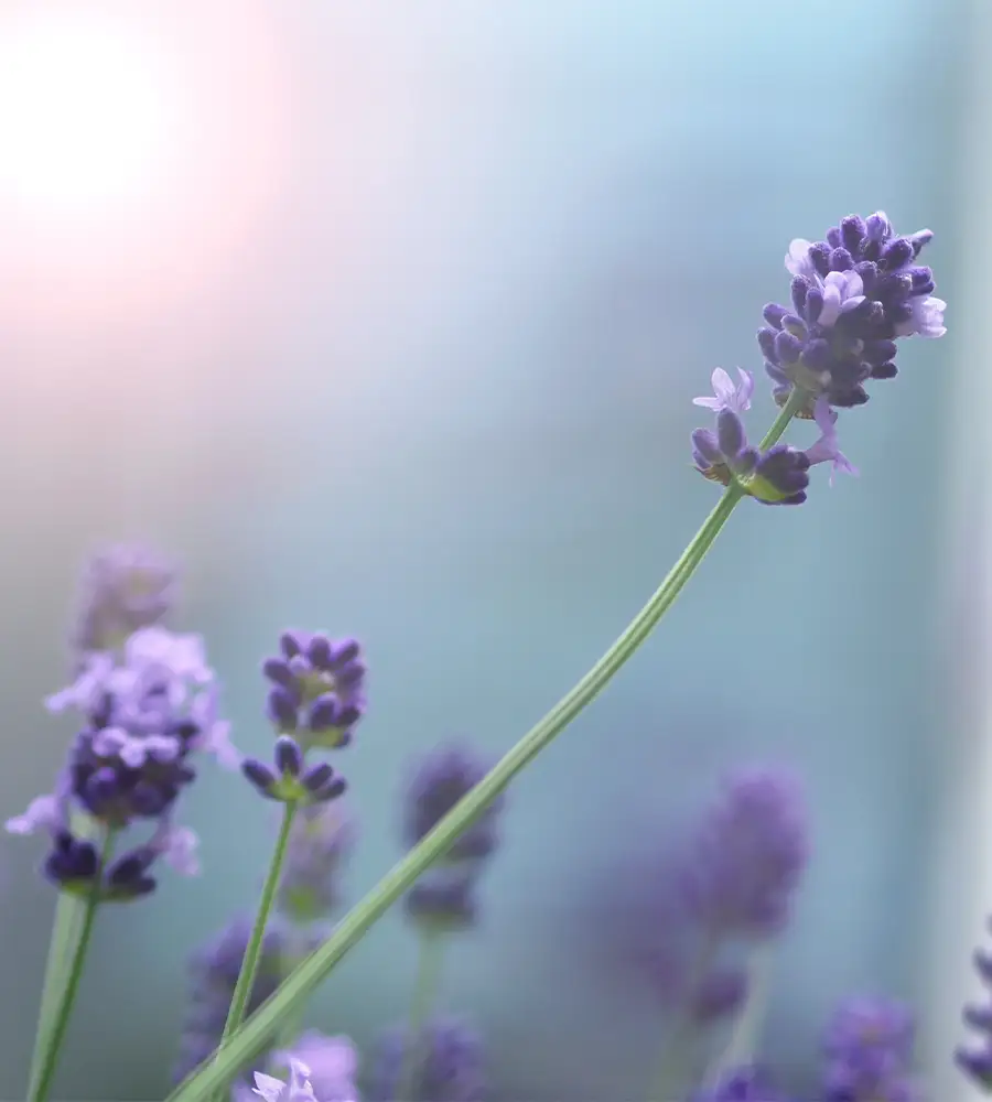 Hand im Lavendelfeld